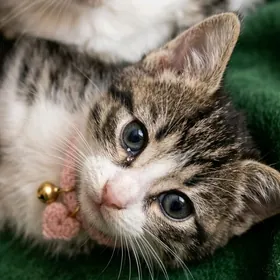 Соня, 1,5 мес