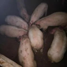 DONUZ JOJUK донуз