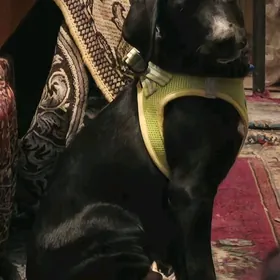 собака, щенок