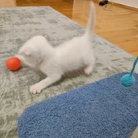 Мальчик беленький