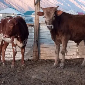 2 окуз 1 туве