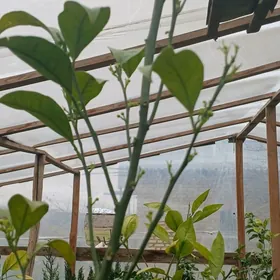 apelsin mandarin nahal