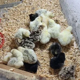 induk juje brama juje