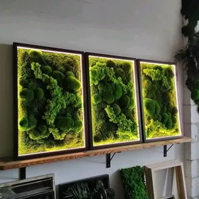 Фитопанно Картины из растений