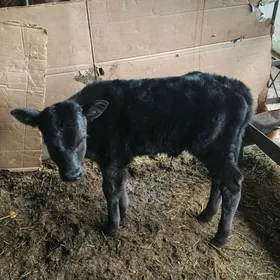 Göle oküzce gulajyn