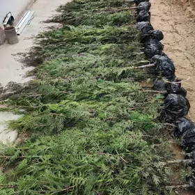 Tuya Туя Ёлка Yolka