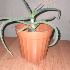 продаётя алое цветы