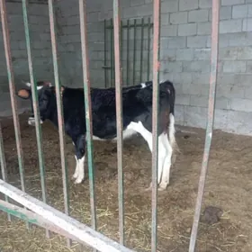 Туве 1.9 айлык