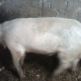 Doñuz doñyz hriýak