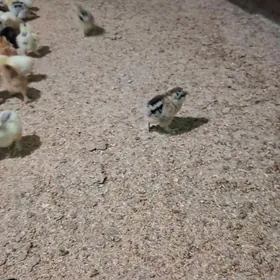 болгар жуже