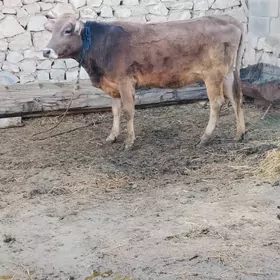 SAGYMLYK ŞIVES TUWE