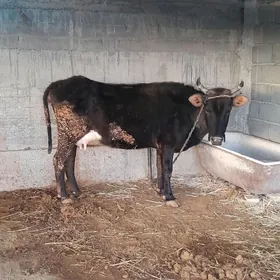 ŞIWET  BOGAZ  SYGYR