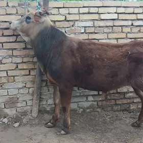 самиз окизлар