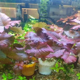 аквариумные растения