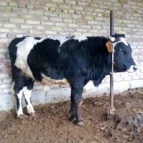 Öküz Tohum Gibrit Gara Ala