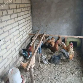 karlik towuk serama towsan per