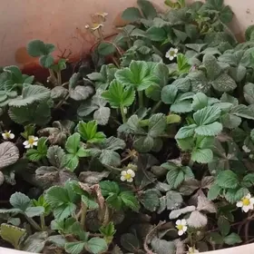 рассада клубники