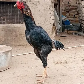 6 aylyk paroda juyje