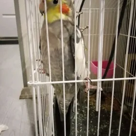 Попугай КОРЕЛЛА с клеткой