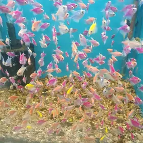 аквариумные рыбки