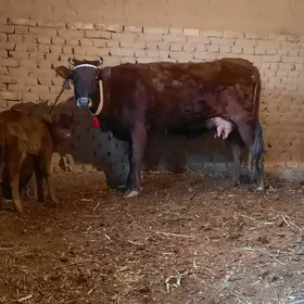 1 BEDRE SÜÝDLI GÖLELI SYGYR