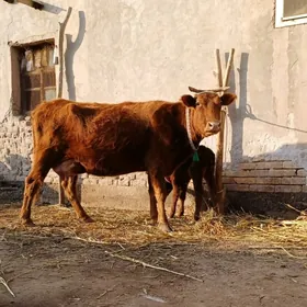 15.16.LIT SUYIDI GOLELI SYGYR