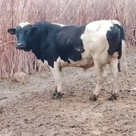 Маллар мейдан