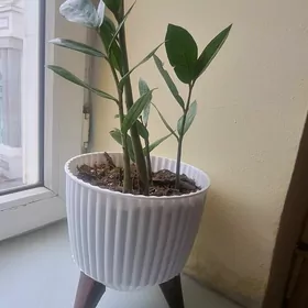 gul dollar gùl цветы