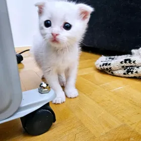 Шотландский малыш