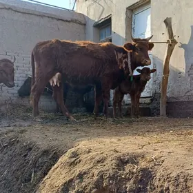 YASAJYK GOLELI SYGYR