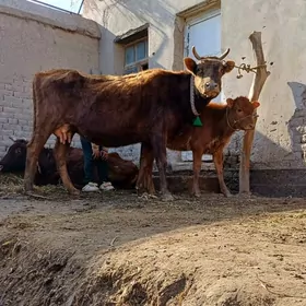 ULY GÖLELI GOLELI SYGYR