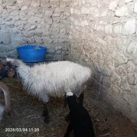 1 guzlan guzuly goyun