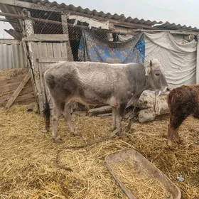 betinden okiz tohum mal