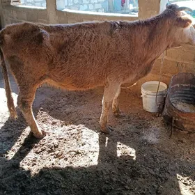 голели сыгыр