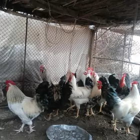 брой хоразлар