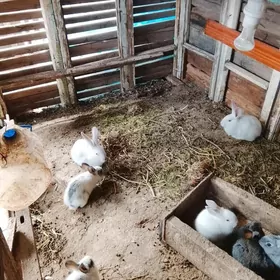 ARASSA WELİKAN BEÇLERİ SATLYK