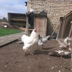 брама хораз