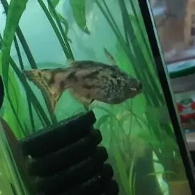 продаётся рыбка (хищник)