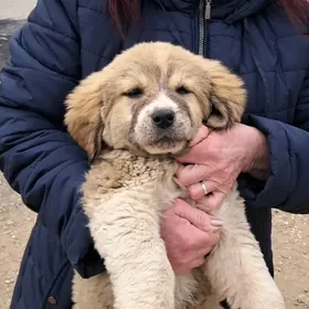 Алабайчики