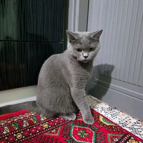 шотландская кошка.девачка.1.5