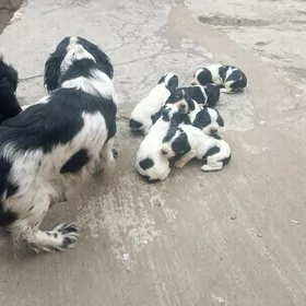 Spanel. Спаниель