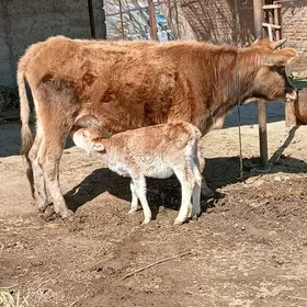 Göleli sygyr 1nji garyn