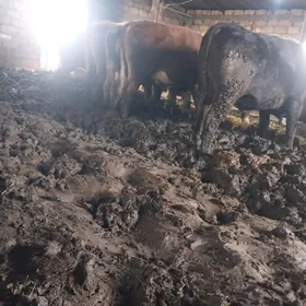 Öküz satlyk 5 sany