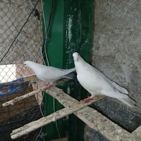 КЕПДЕРИ. ЛЕНЧНИ  ГАРА  ГЫЗЫЛ