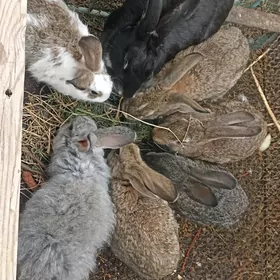 крольчихи, togşanlar