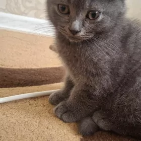 Ṣ̌atlansky vislauska kici gula