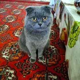 вислоухая кошка