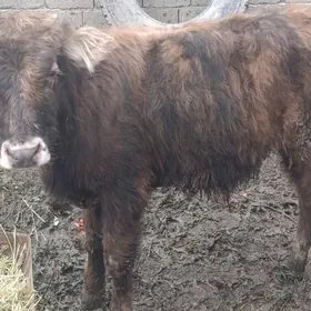 Öküzçe semental dargyl