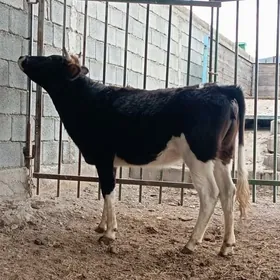 Туве 1.9 айлык