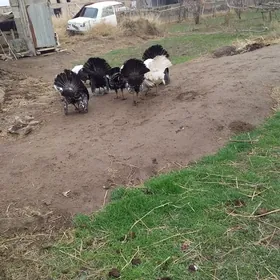 индуклар 5саны еркеги